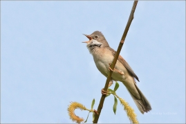 <p>PĚNICE HNĚDOKŘÍDLÁ (Sylvia communis) sameček (Jiříkov)</p>